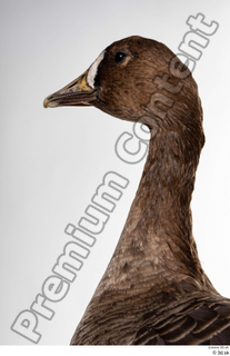 Greater white-fronted goose Anser albifrons head neck 0009.jpg